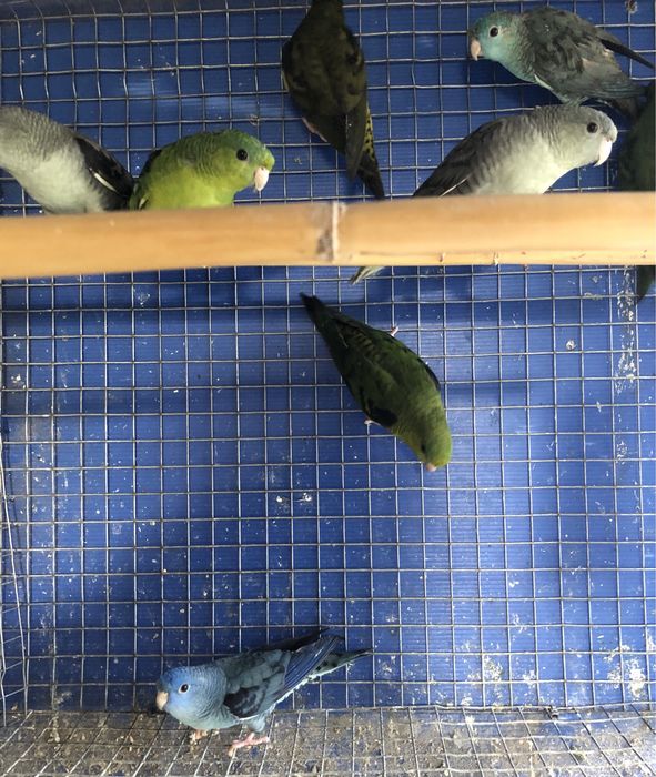 Catarinas ( Bolborhynchus lineola )