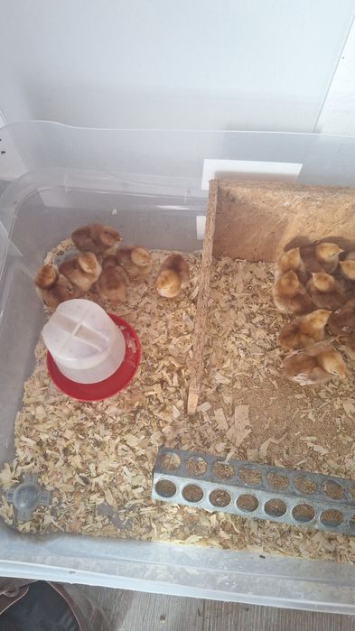 Rhode Island Red 100% puros