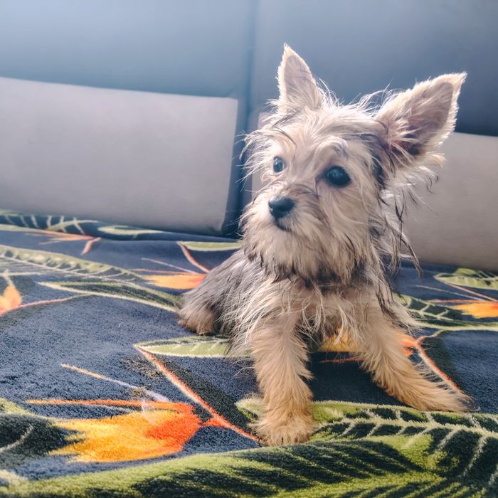 York szczeniak sunia mini