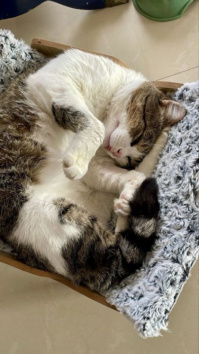 Gato macho para adoção responsável