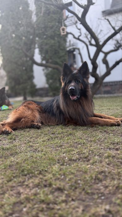 Owczarek niemicki długowlosy