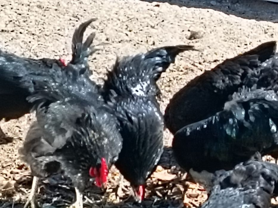 Galinhas E galos jersey gigante para venda