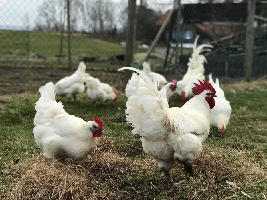 Кури Бресс Гальський ( Брес гальські) яйця