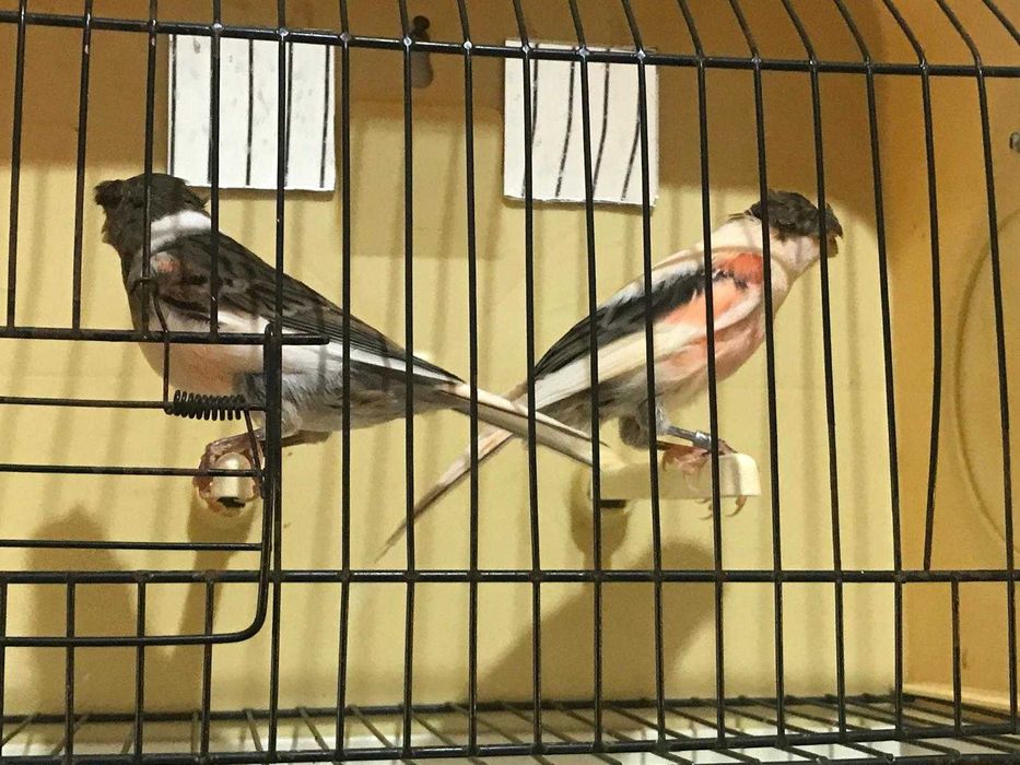 canário arlequim português