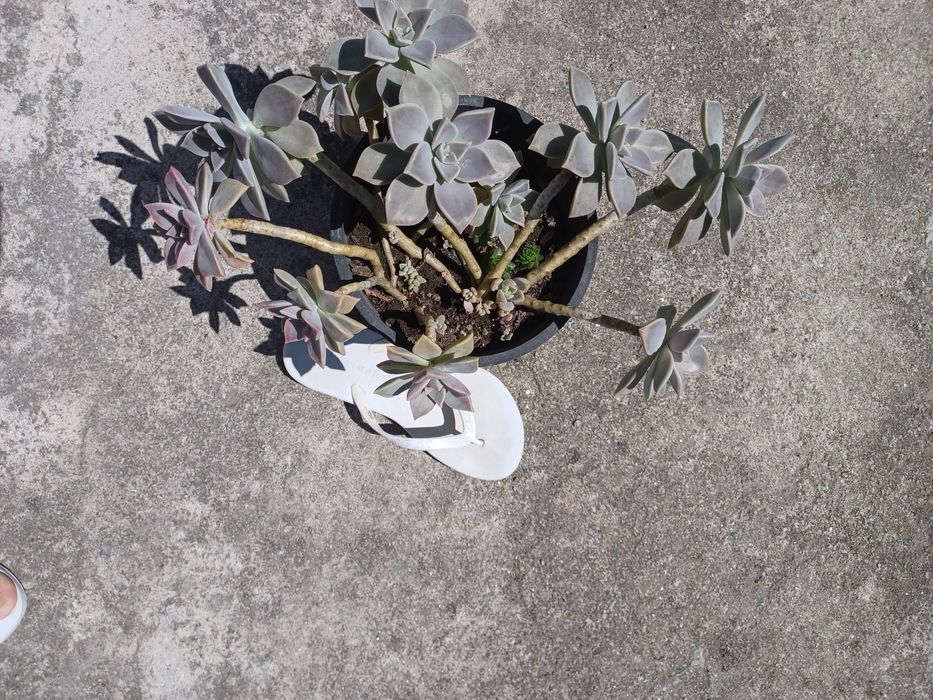 Vaso com várias suculentas