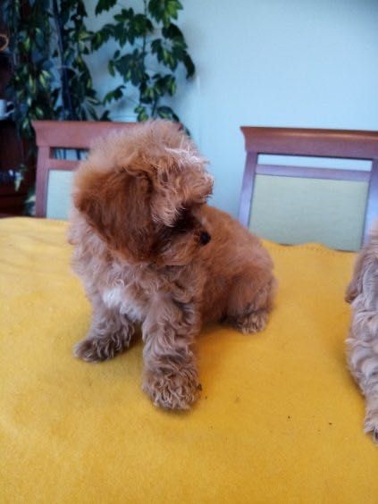 Maltipoo F1B- szczenię