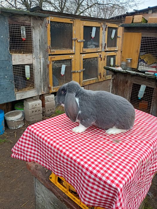 Samiec młody Baran Francuski