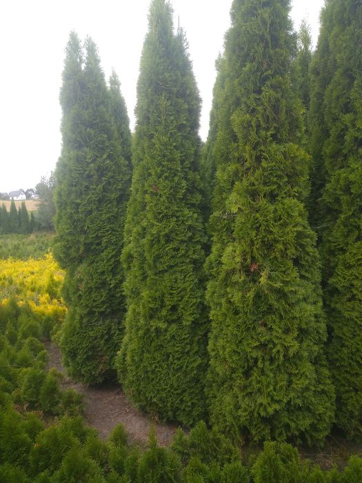 Duże Thuja  Smaragd do 5m. Tuja Szmaragd Producentem Okazjia Promocja