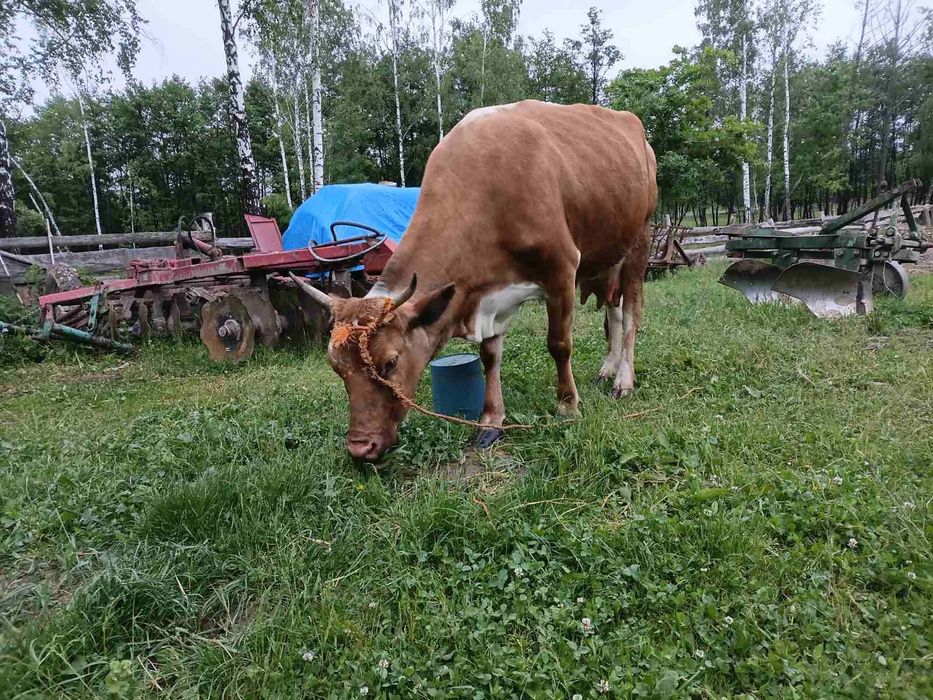 Продається корова