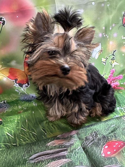 Yorkshire Terrier