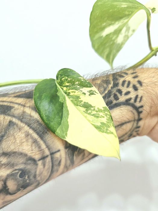 Epipremnum Pinnatum variegata