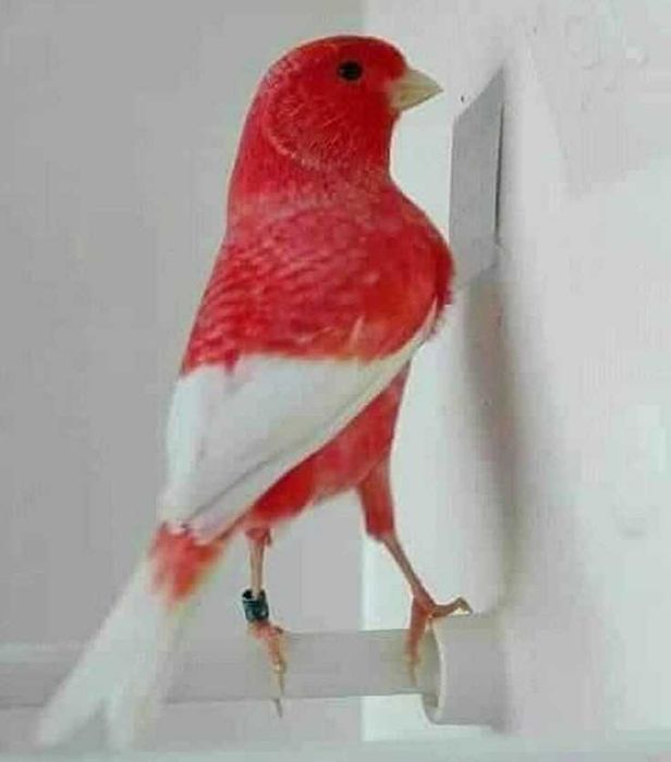 Vendo roseicolis criados a mão meiguinhos