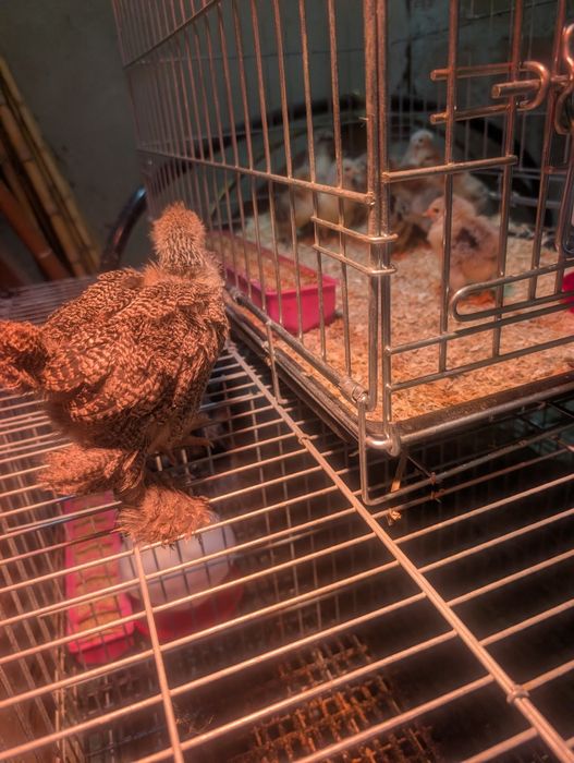 Ovos para incubação e pintos Brahma