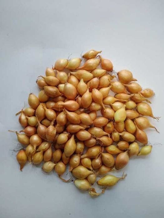 Cebula Dymka Kristine 15-21mm Worek 10kg