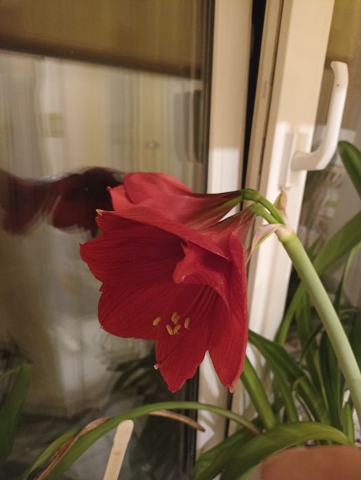 Гіпеаструм червоний