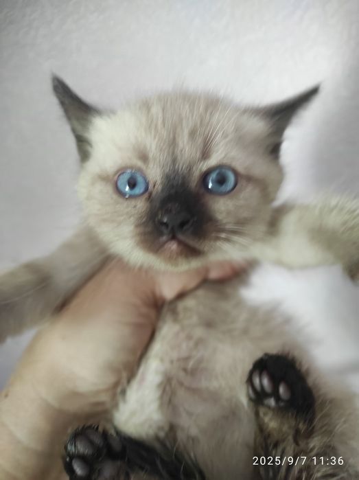 Котята кот кошка