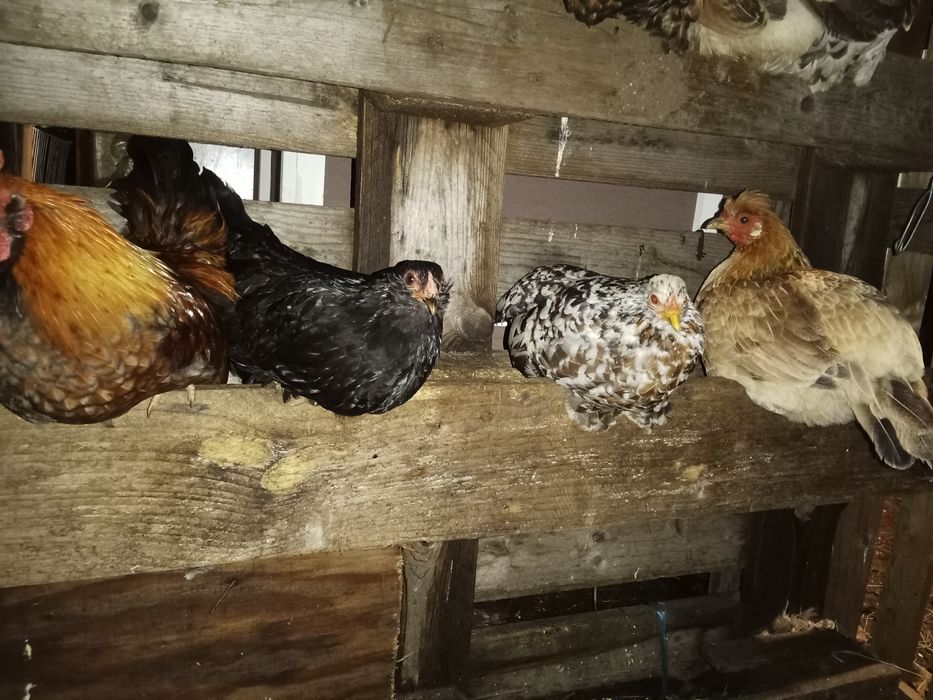 Garnizas Nagasaki e seramas