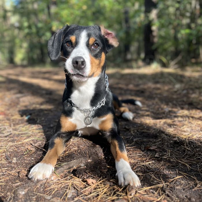 Domowa opieka nad psem, dyplomowany behawiorysta, hotel dla psa