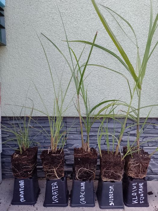 Miskant chiński Gracillimus Silberspinne  kleine fontane i min