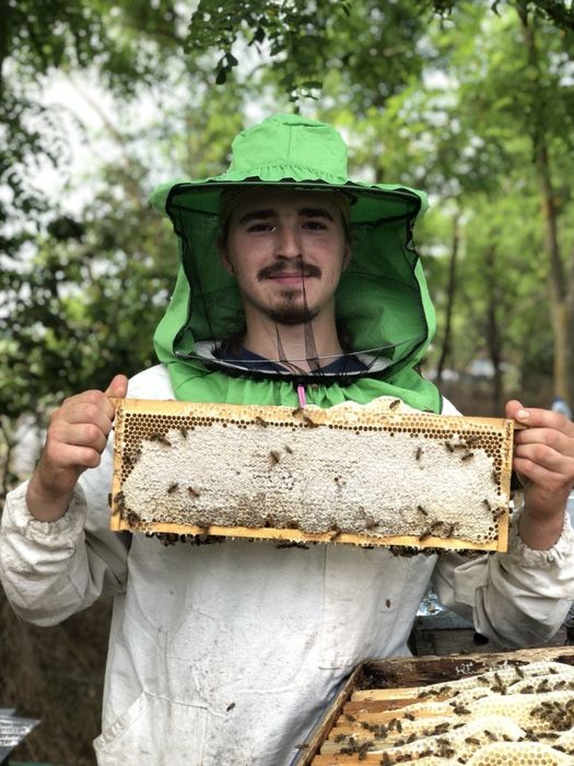 Продам Мед, пилок,стільниковий мед