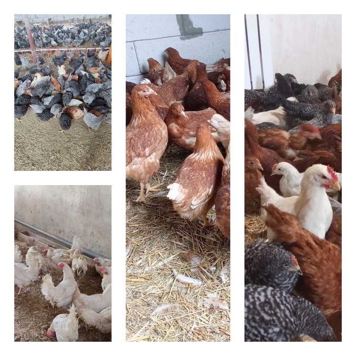 Продам кури несушки! Доставка безкоштовна. Піщанка!