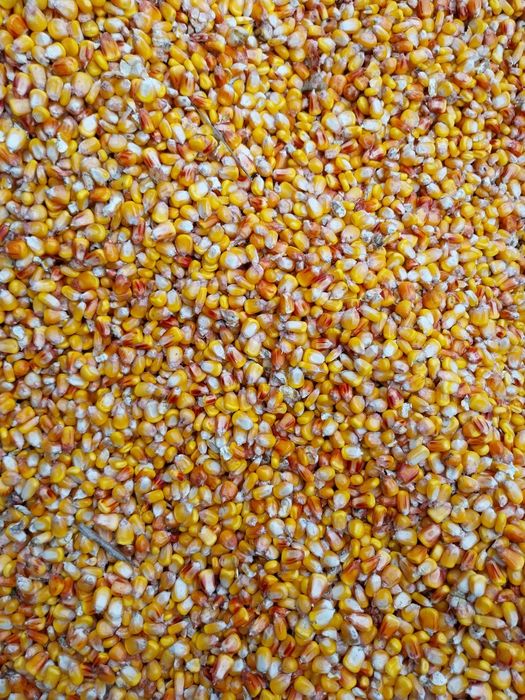 Zanęty wędkarskie kukurydza cała lub mielona