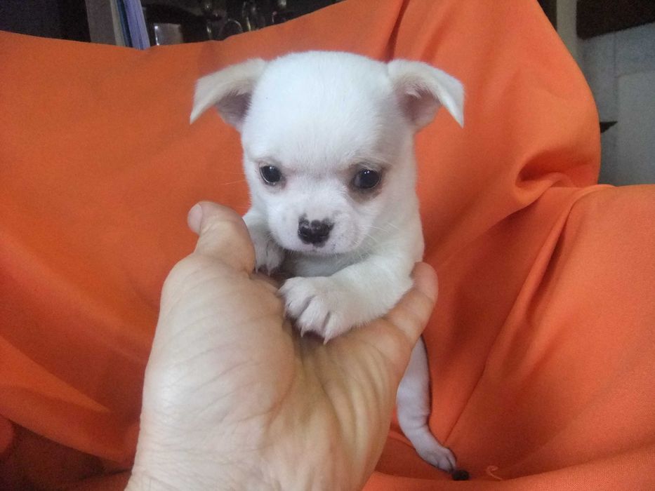 Chihuahua  cachorro com qualidade