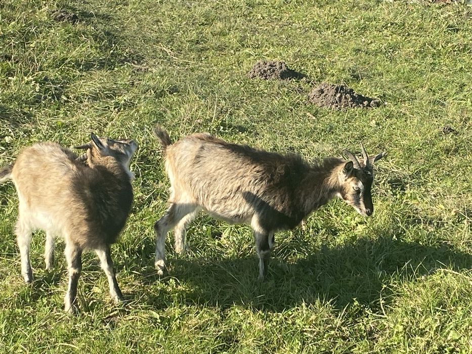 Продаються породисті альпійські кози і козенята