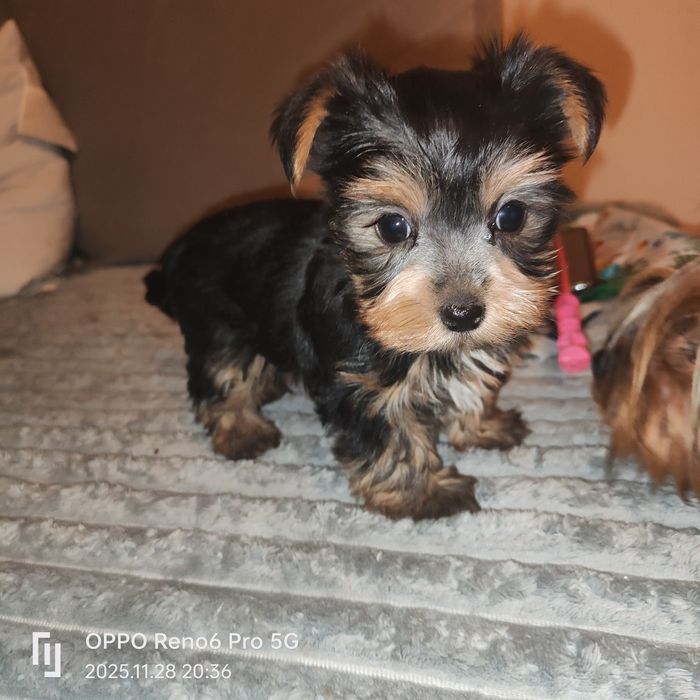 Szczeniak rasy York terier