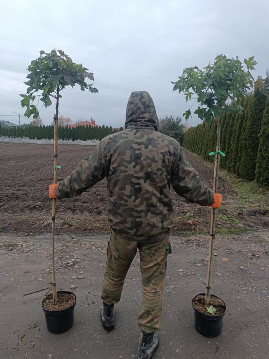 Ambrowiec amerykański Gumball na pniu