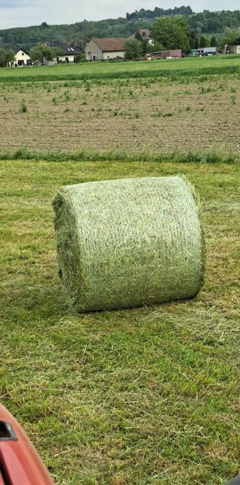 Siano słoma suche 2025