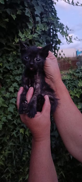 Gatinhos bebés para adoção responsável