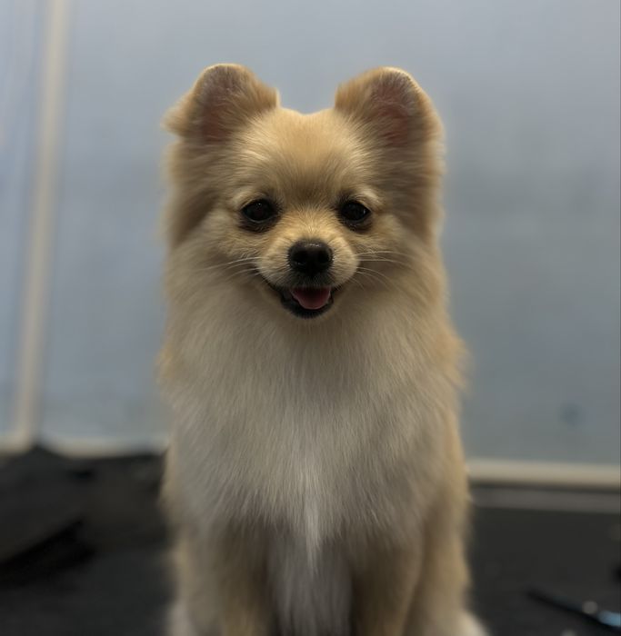 Грумінг .Холодна гора