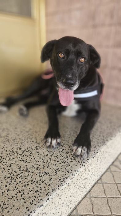 Cadela fêmea para adoção responsável