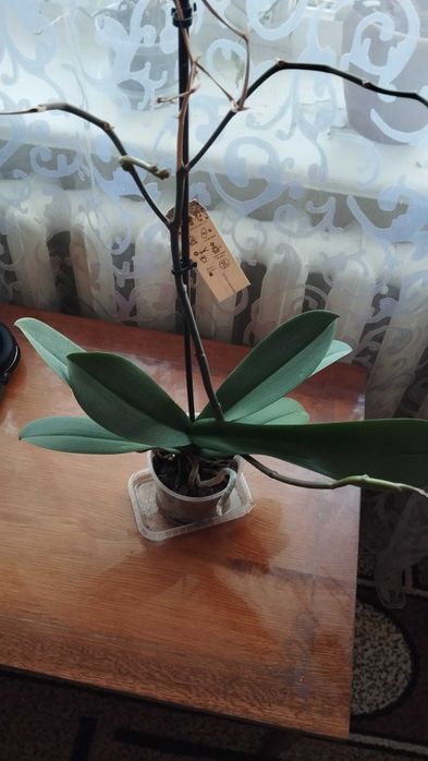 Продам дві орхідеї