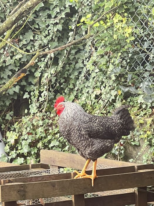 Patos mudos, Galinhas, Galos, Ovos caseiros