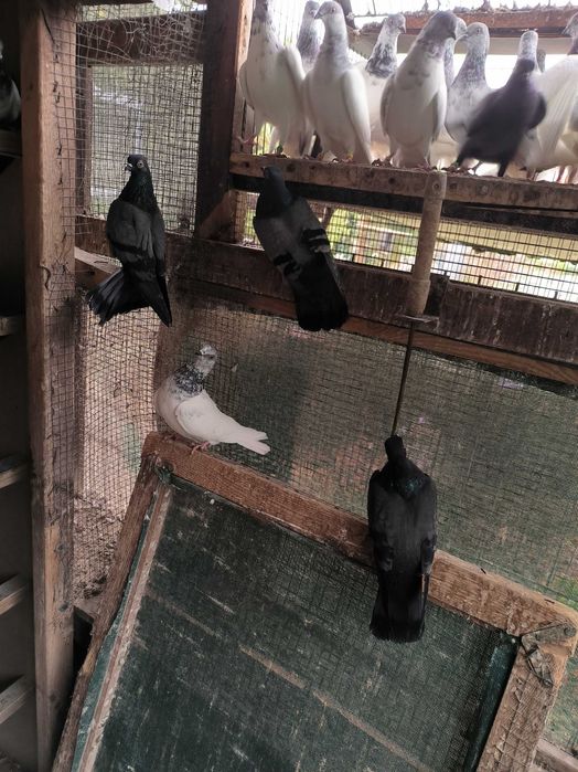 Egierskie + Pantosze