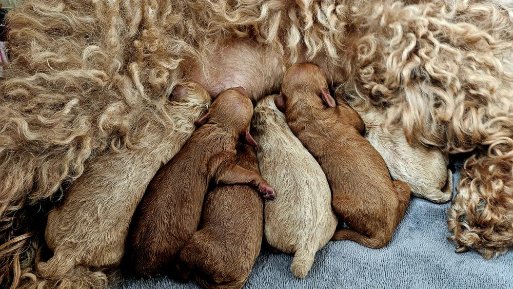 Pudel miniatura - płowe do rezerwacji