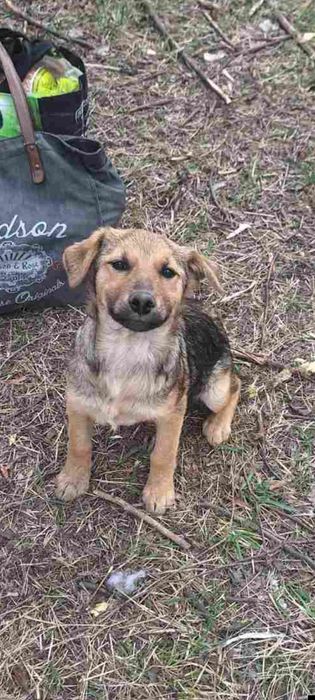 Щенок в добрые руки бесплатно. Щенки даром. Пёс. Собака