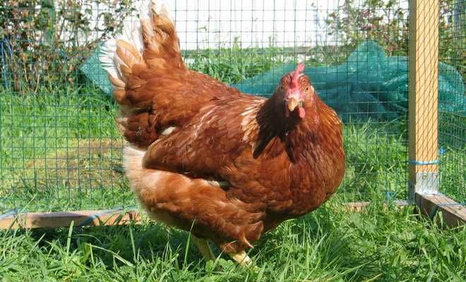 Инкубационное яйцо Ломаны ( Вайт и Браун )опт и розница