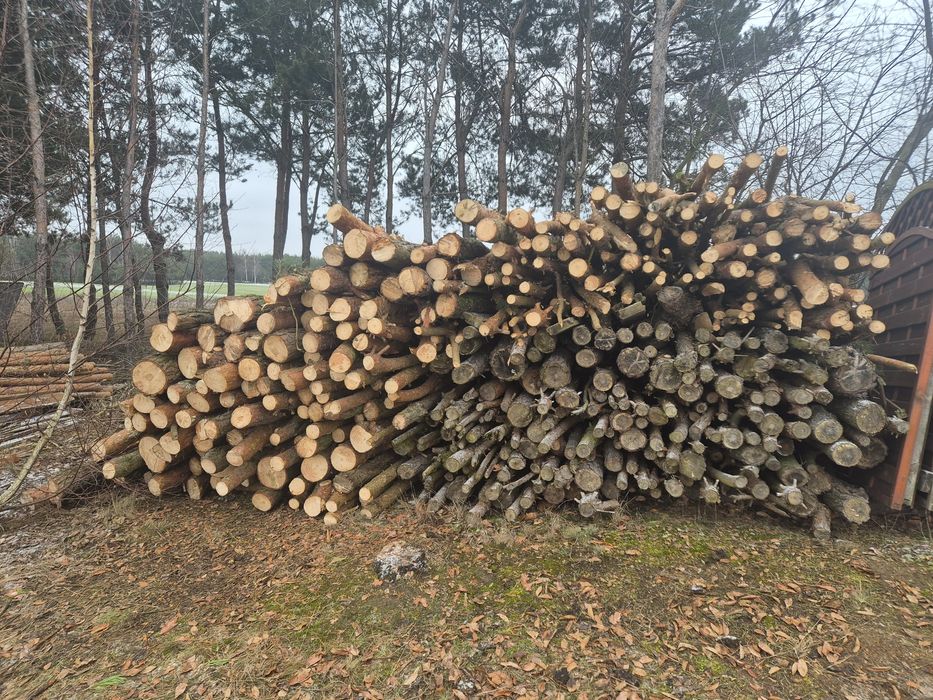 Sprzedam drzewo na opał i stemple budowlane.