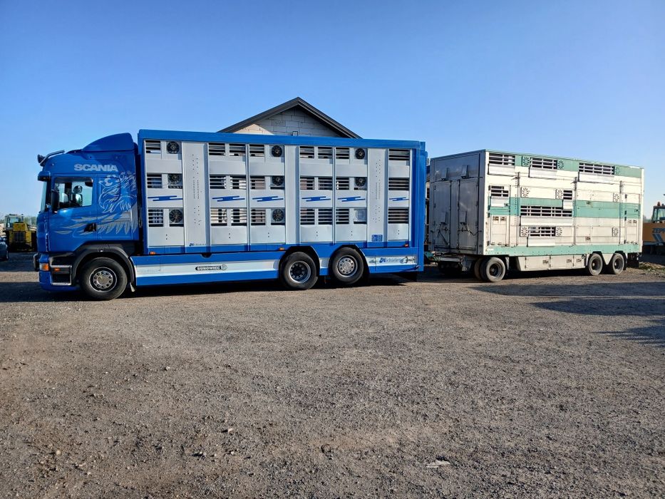 Skup bydła i cieląt SUROWIEC.  Gotówka,  przelew 24 H