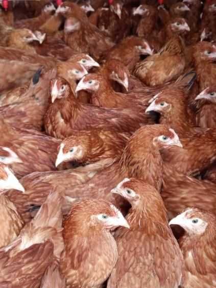 Kura Rosa Nioski Młode