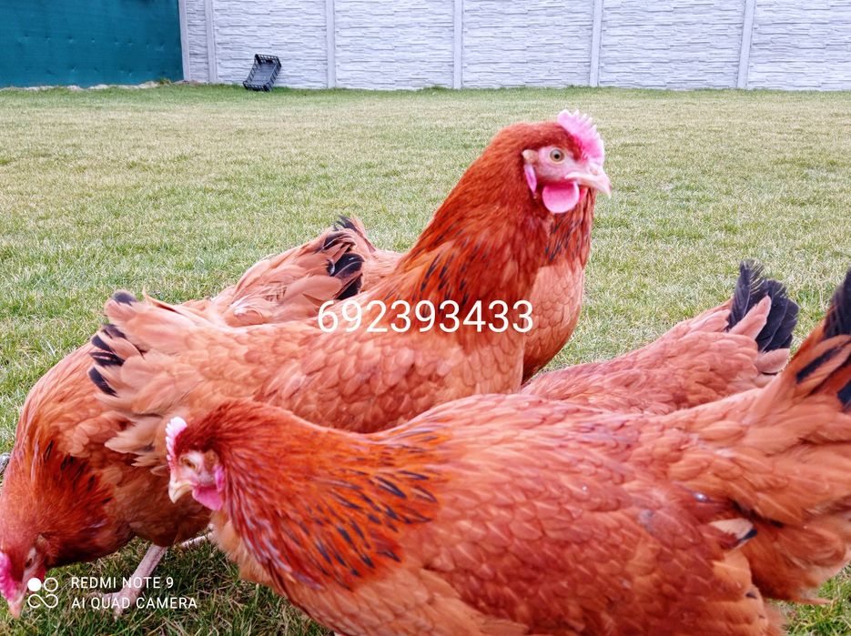 Rossa młode kurki kokoszki rosa , leghorn kury, zielononóżki-Wysylamy