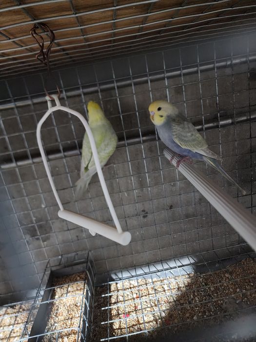 Piriquitos australianos arco íris mutações de 2025