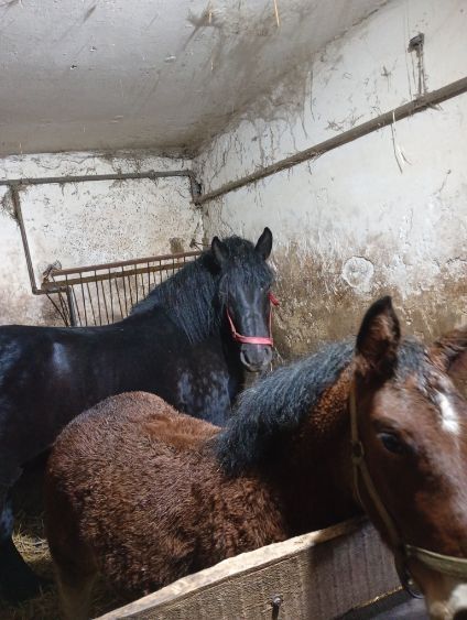 Sprzedam klacz ze źrebakiem