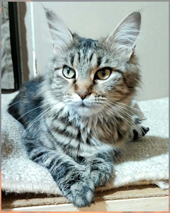 Кішечка,кішка,дівчинка,метис мейн куна,стерилізована,ніжна,ласкава