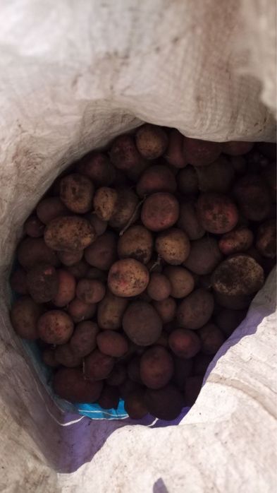 Продам картоплю велику