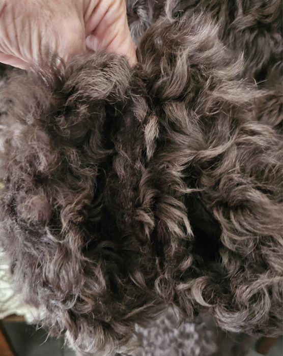 Futerko kozy mongolskie duże