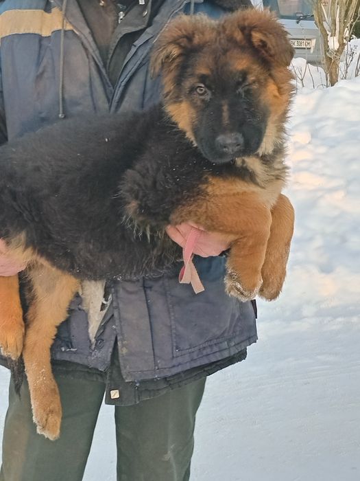 Німецька вівчарка